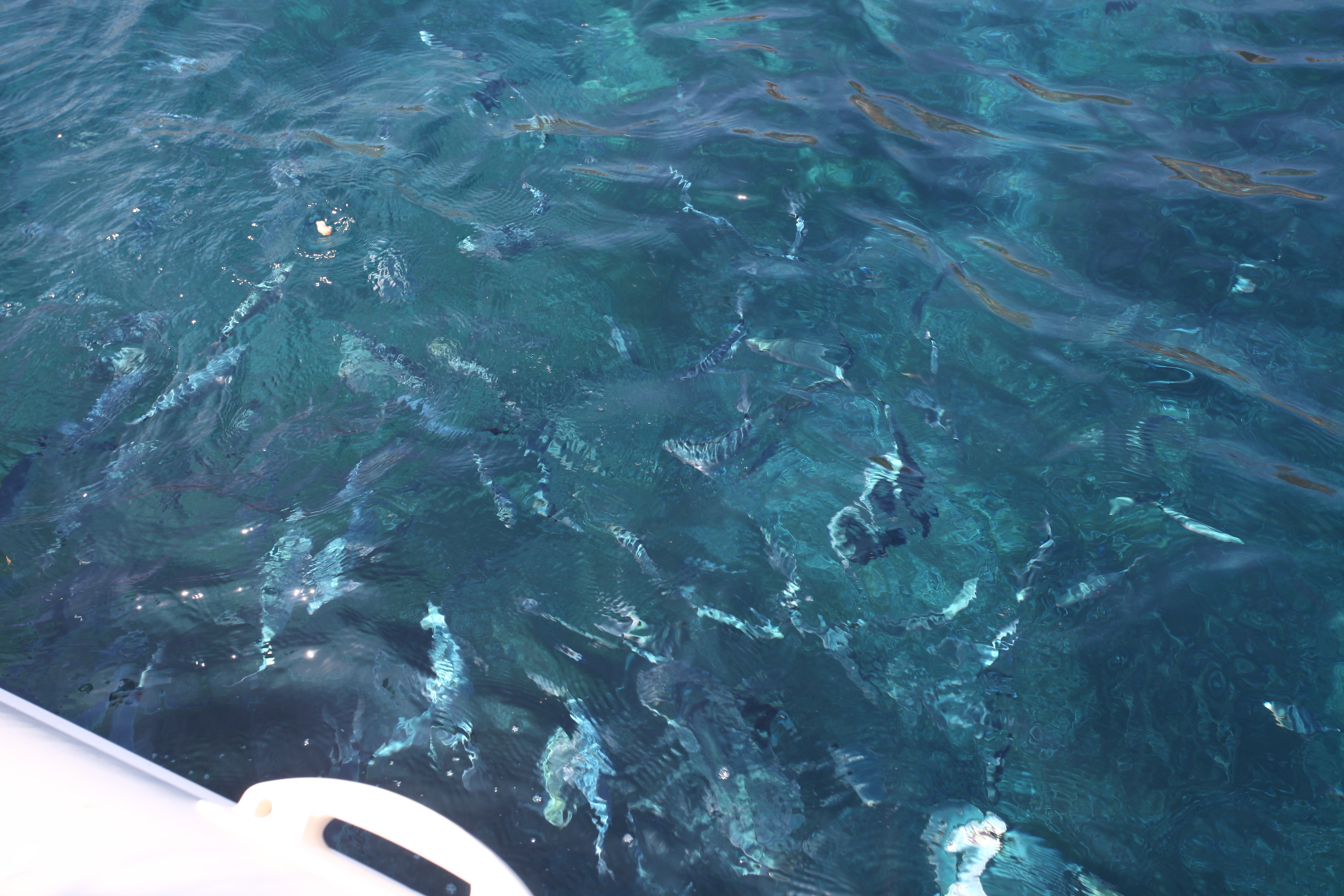  Dans l'Anse de l'Oscellucia, proche du Phare de la Revellata, les aublades passent par dizaines sous la coque de notre bateau.