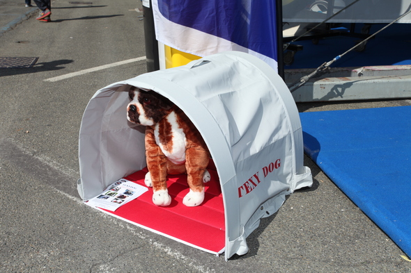 Thumb_news_news-texi_dog